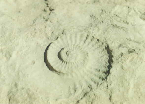 fossil